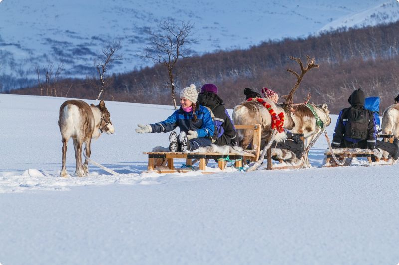 Reindeer Sledding ©Lyngsfjord
