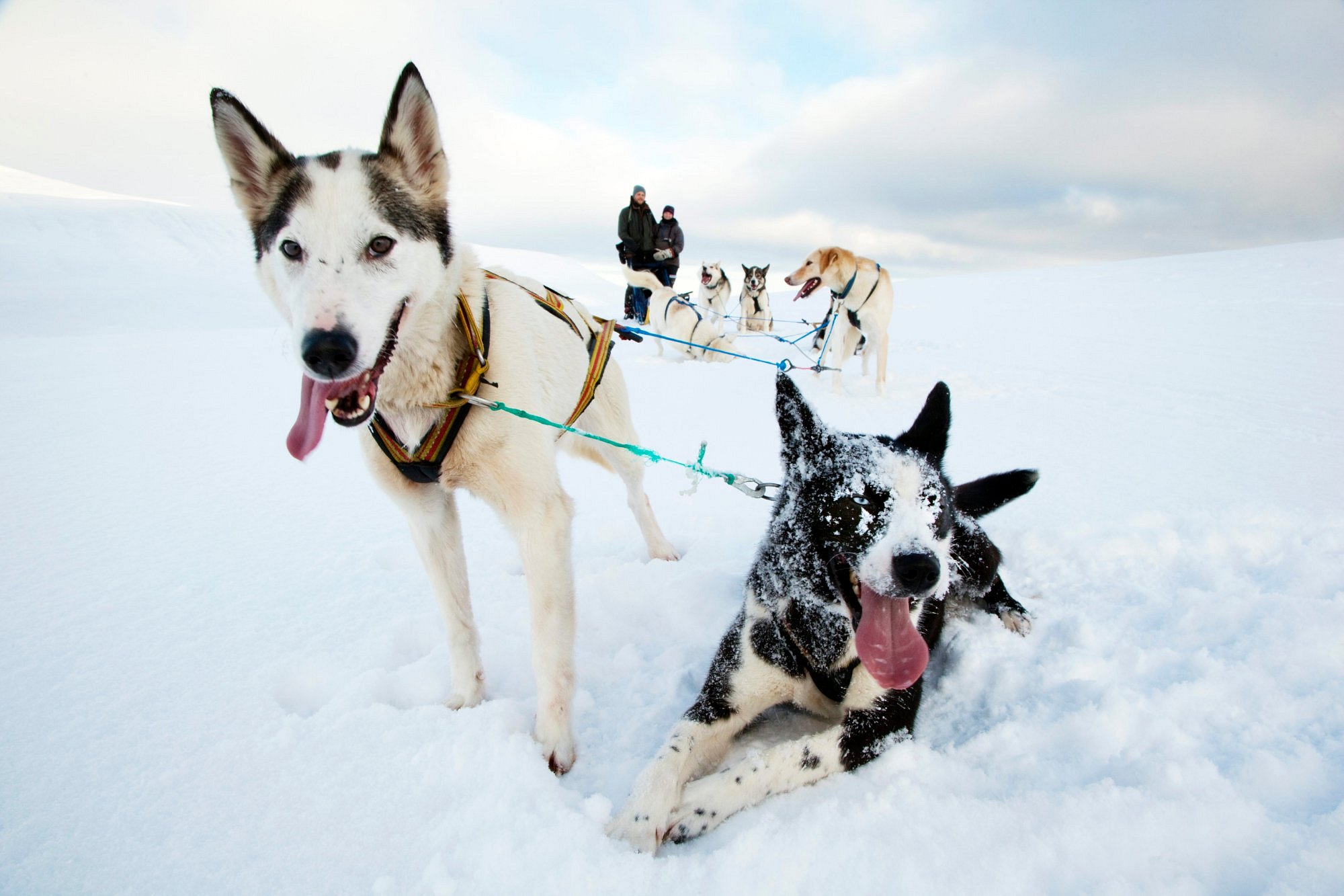 Husky sledding adventure with Basecamp Explorer in Svalbard