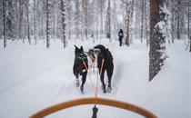 Husky sledding in Norway