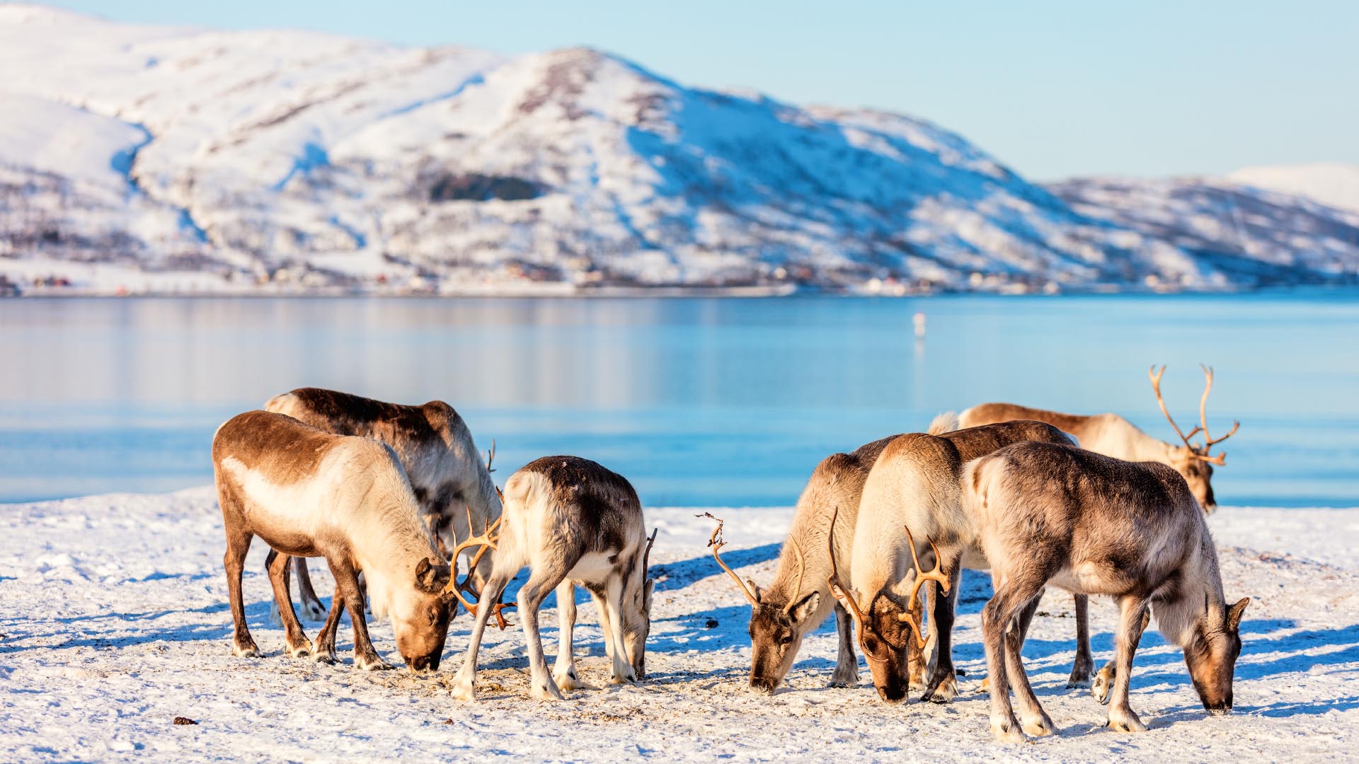 Reindeers in northern Norway