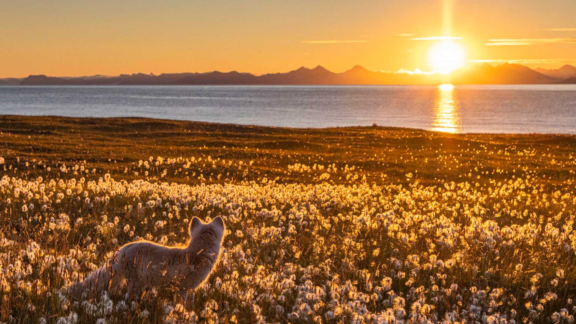 Polarfox in arctic fields © See and explore